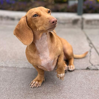 WhatsApp Image 2023-10-07 at 8.50.00 AM.jpeg