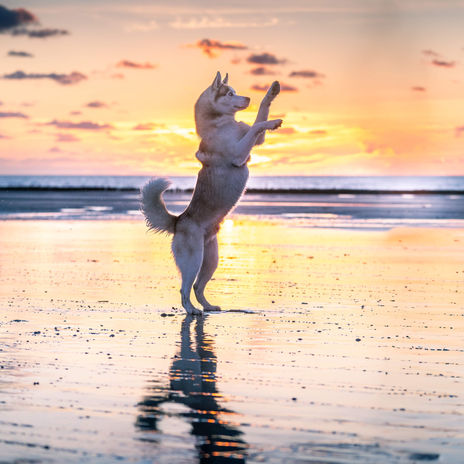 Un Husky majestueux debout sur la plage, observant le coucher de soleil, avec les couleurs chaudes du ciel en arrière-plan et les vagues de la mer. Photo mettant en valeur la beauté de ce chien et l'atmosphère sereine de la scène Par le photographe Charles Coley