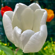 IMG_9138.jpeg