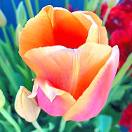 IMG_4808_edited_edited_edited.jpg