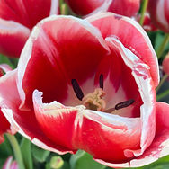 IMG_4806_edited.jpg
