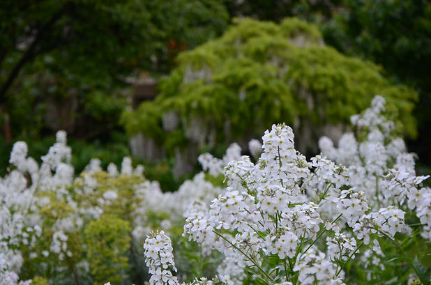 DSC_6580.jpeg