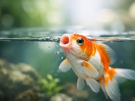 Why Is My Fish Gasping at the Surface?