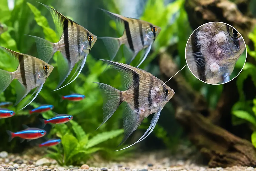 Can Fish Disease Spread Quickly? What to Do First