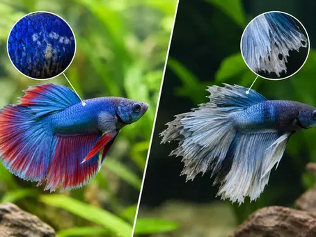 Ammonia Burn vs Fin Rot - Know the Difference