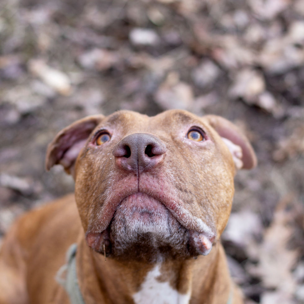 When you can't find adventure, look to your dog because everyday may be adventure in their eyes.