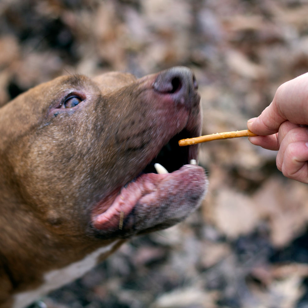 Zues enjoys pretzels for his semi-healthy adventure snack.