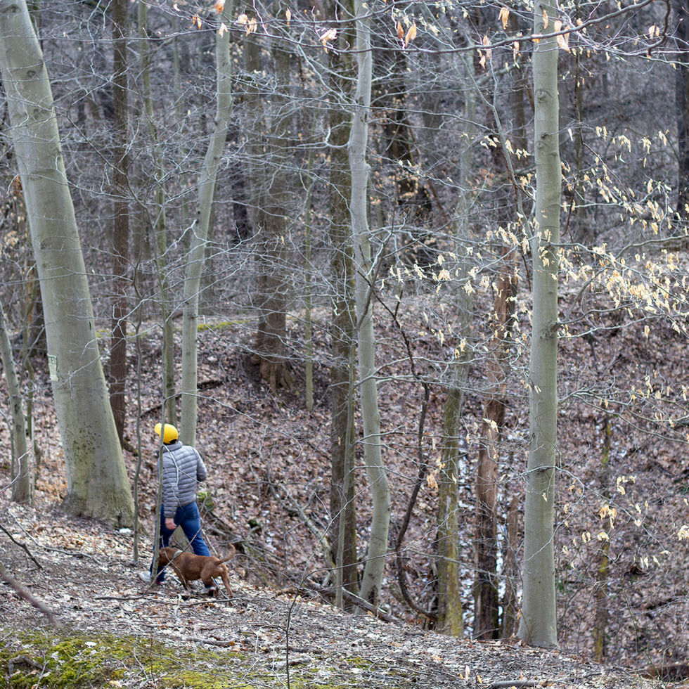 Little amounts of color during winter help you notice all the hillsides in the trails.