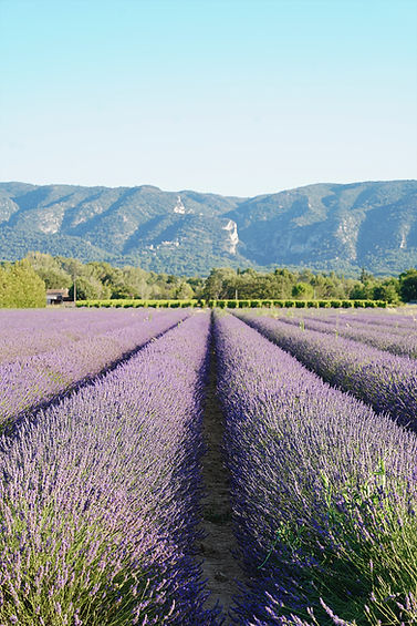 Lavande luberon