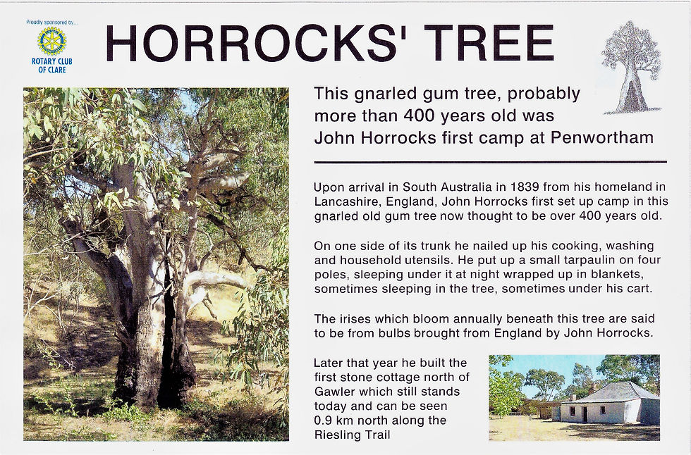 Horrocks Tree