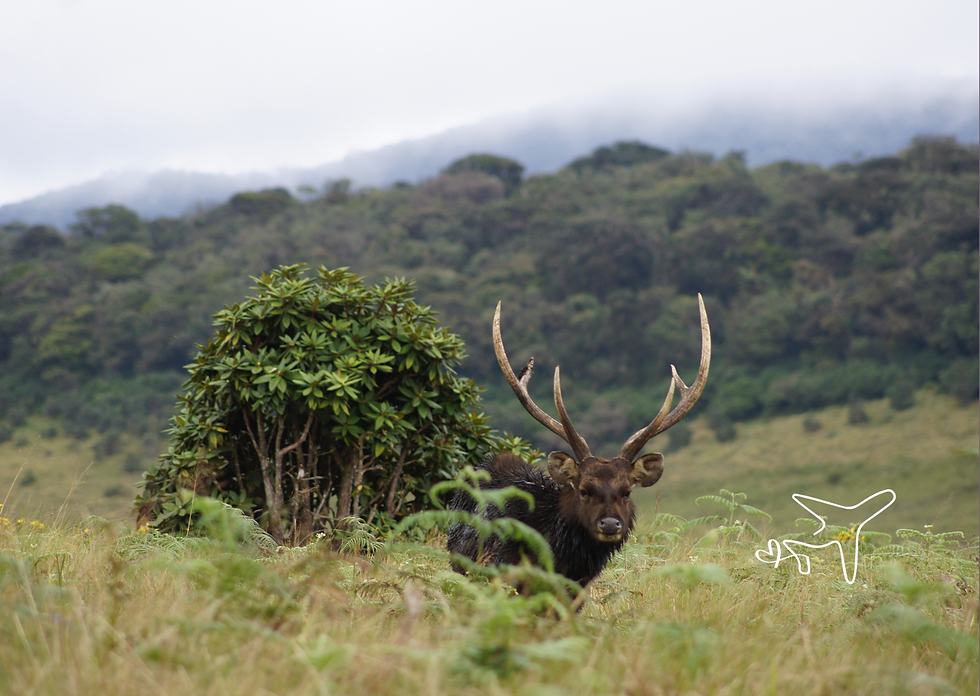 Parque Nacional da Planície de Horton