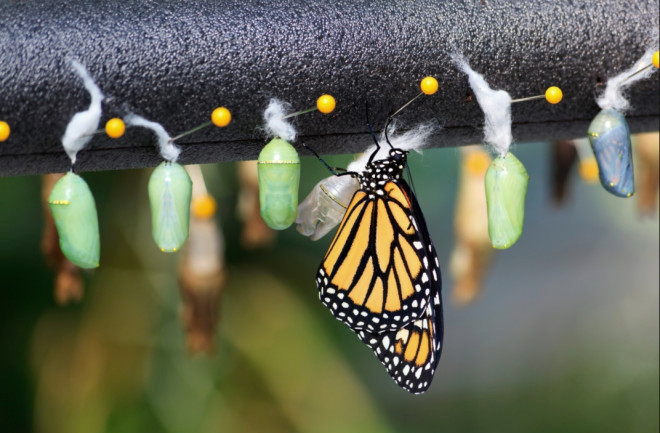 A Monarch butterfly emerging from a cocoon