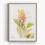 Thumbnail: Framed print: Grevillea 'Peaches and Cream'