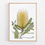 Thumbnail: Banksia integrifolia (Coastal Banksia)