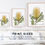Thumbnail: Banksia integrifolia (Coastal Banksia)