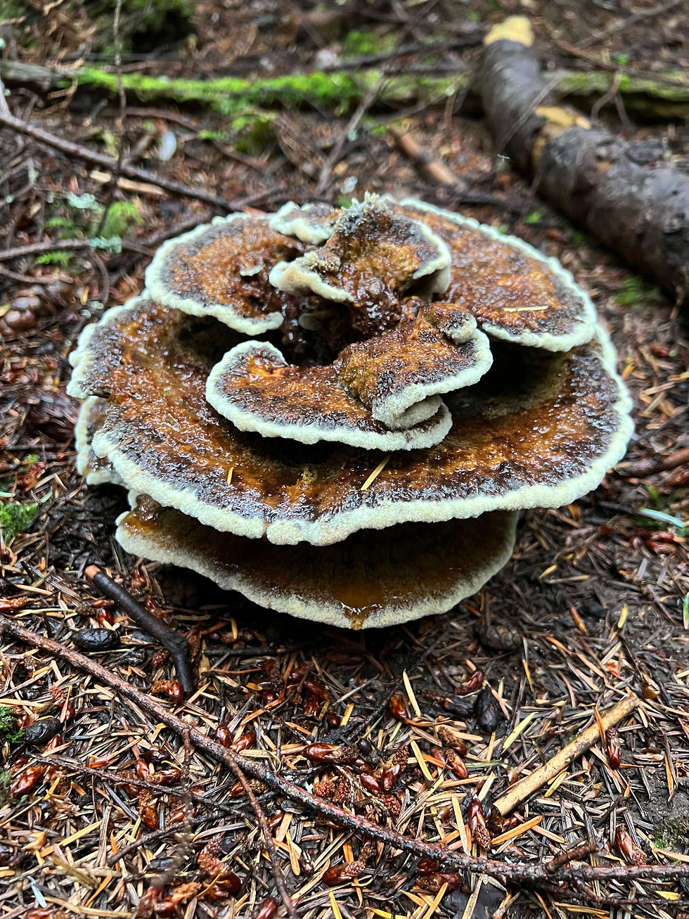 Dyer's Polypore Mushroom (Phaeolus schweinitzii)