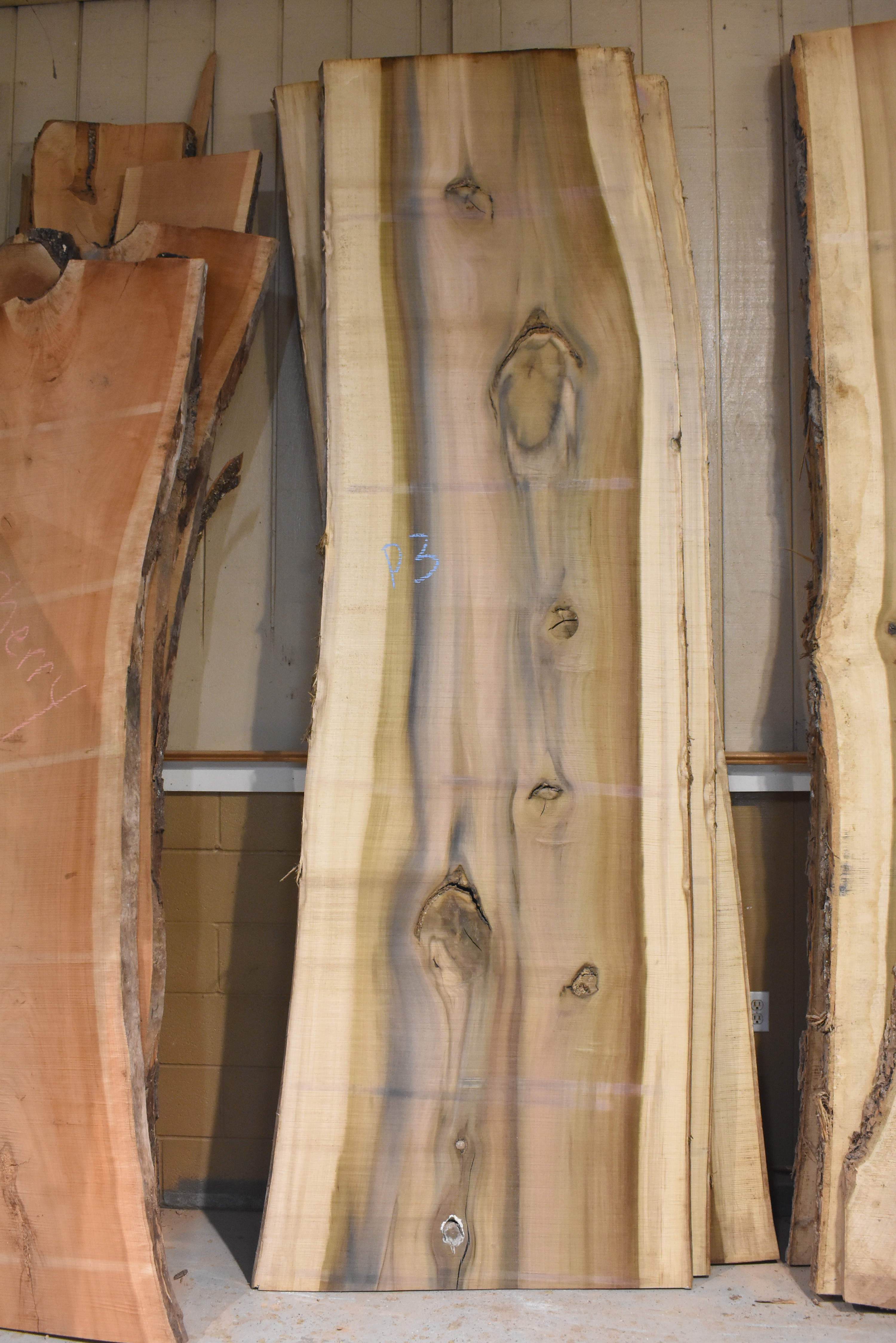 Rainbow Poplar P3