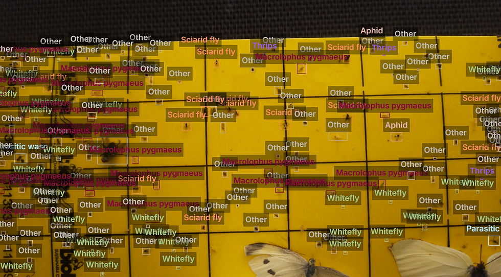 GreenCoop's sticky card with marked detections and two strayed butterflies (Pieris rapae), captured 29. 6. 2025