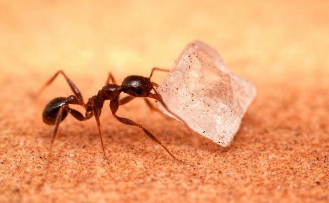 Lessons from Nature: Go to the Ant.