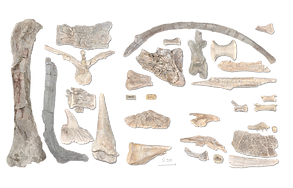 bone assemblage .png