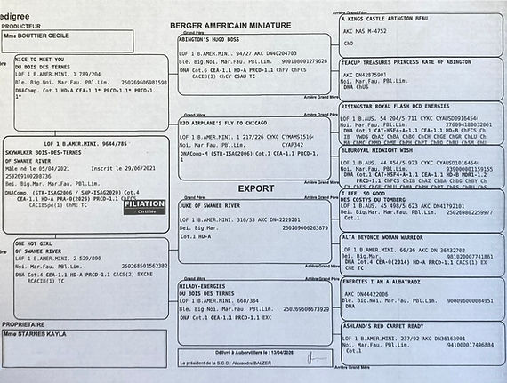 Export Pedigree.jpg