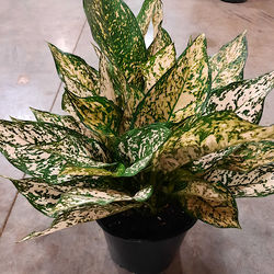 Aglaonema
