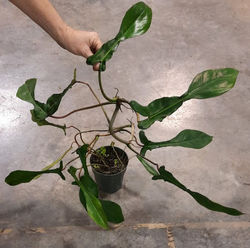 Philodendron
