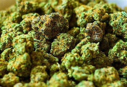 Pile of green cannabis buds, close up, cannabis strains for anxiety.
