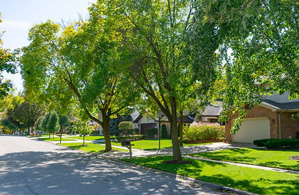 lawn-Trees-4.jpg
