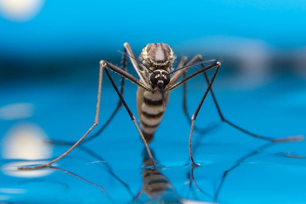 Mosquitoes: Swimming pool bugs
