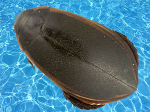 Water Beetles: Swimming pool bugs