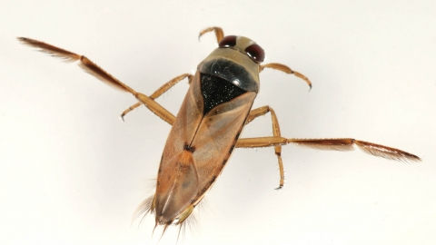 Backswimmer: swimming pool bugs