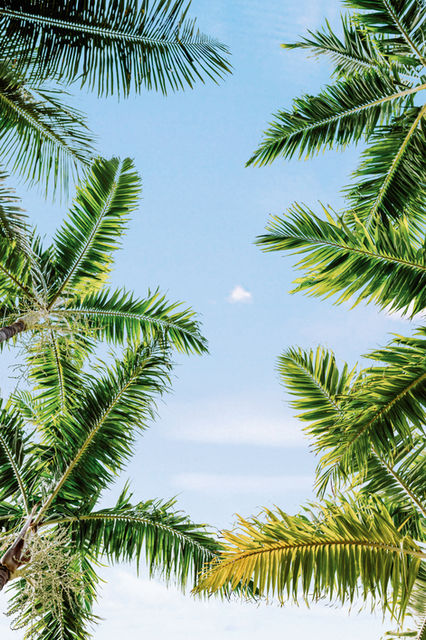 Searching Frigate Grand Bahama Vacation Rentals_palm sky