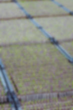 photo of young leek seedling plant trays growing in glasshouses after sown by plant-tape machine