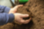 photo two male hands together scooping up a handful of seeding peat
