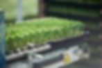 photograph leek seedlings in commercial seed tray plants trimmed to same height
