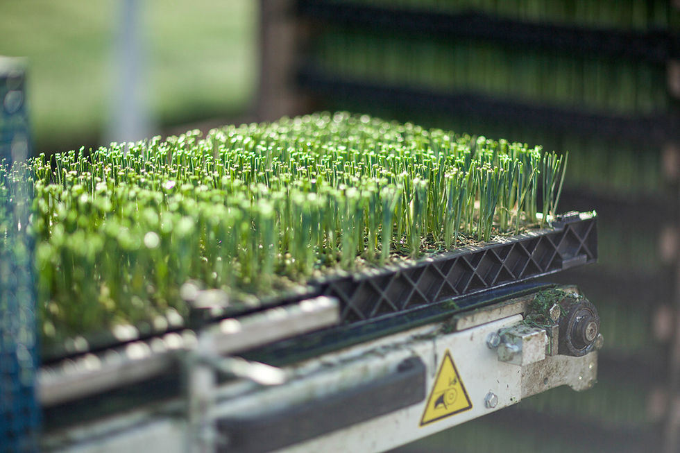 Seedlings Rack Commercial Planttape Sowing Process | Fountain Plants Ltd