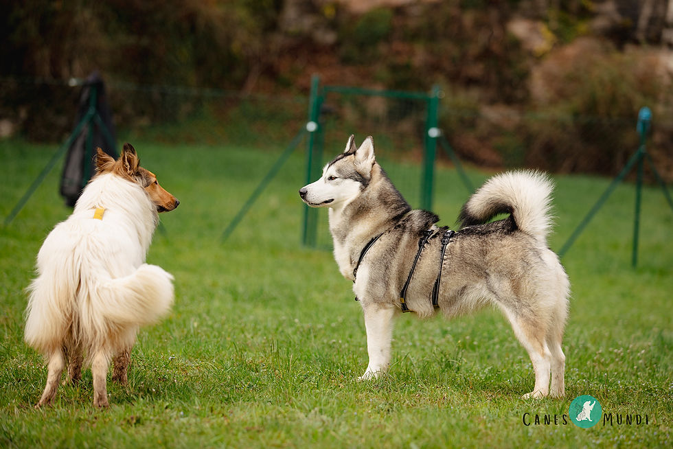 liguaggio e comunicazione del cane - corso educatore cinofilo