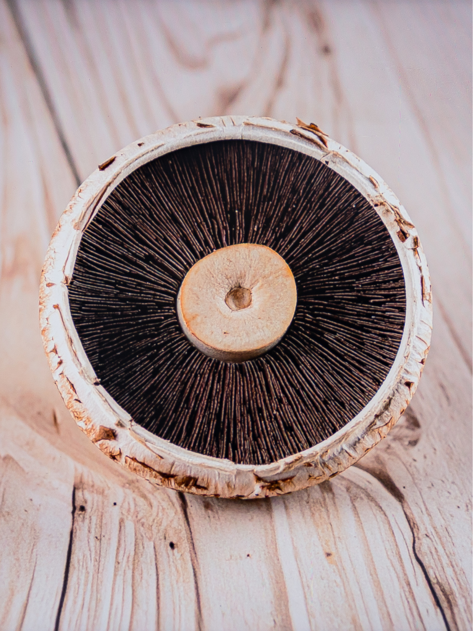 Beginner's Guide to Culinary Mushroom Cultivation: Start Growing at Home Today