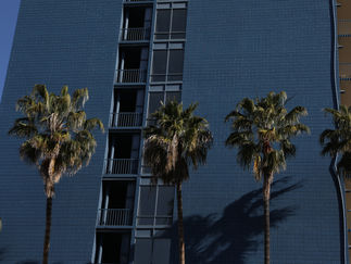 Palm Tree Service San Diego