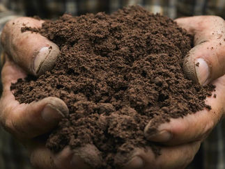 Rich soil for San Diego trees