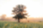 Tree in an early morning light