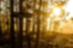 Nature illuminated by bright light at golden hour