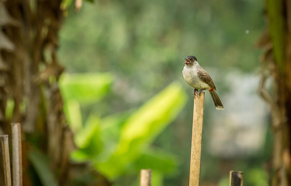A bird on a branch