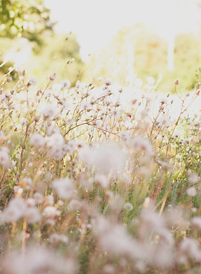 a close up of some flowers_edited.jpg