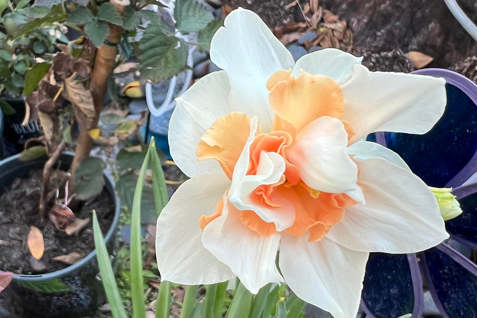 daffodil.jpg