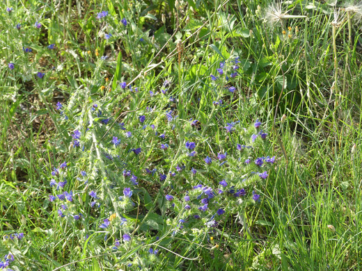 Prairie fleurie