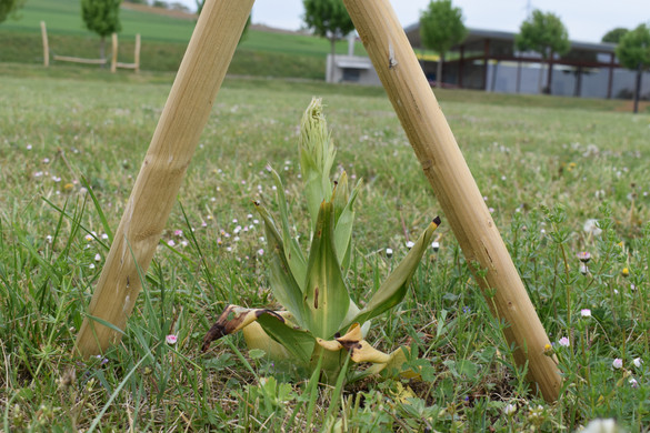 Orchis à odeur de bouc 1