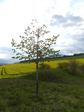 nichoir à rougequeue sur tilleul.JPG