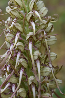 Orchis à odeur de bouc 3